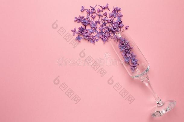 香槟酒眼镜和丁香花属花向粉红色的颜色纸后座议员