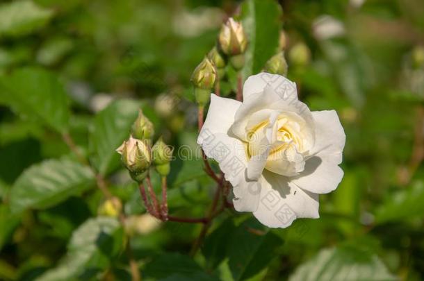 白色的<strong>玫瑰</strong>和芽