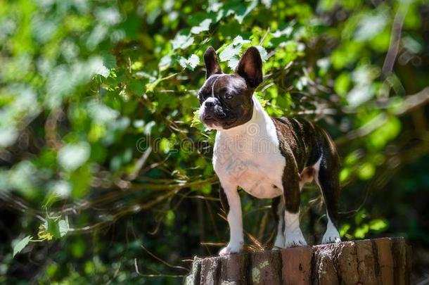 斑点和白色的法国的斗牛犬使摆姿势