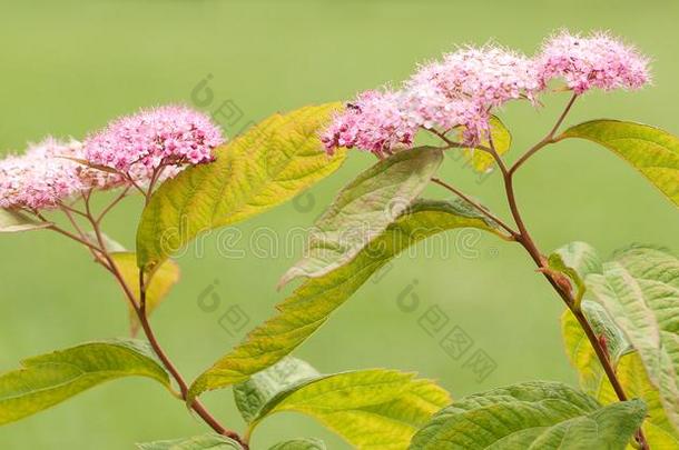 美丽的粉红色的绣线菊类的植物花