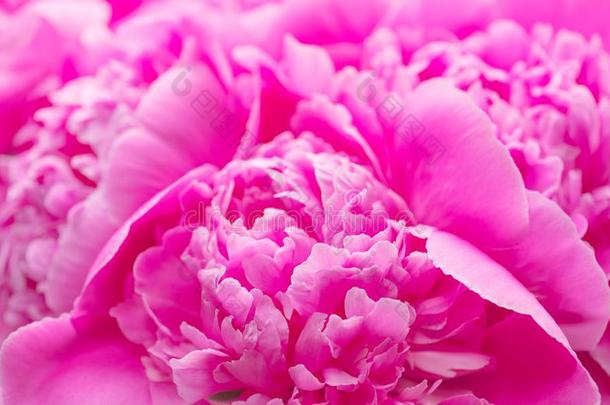 美丽的粉红色的牡丹花束背景.盛开的牡丹花