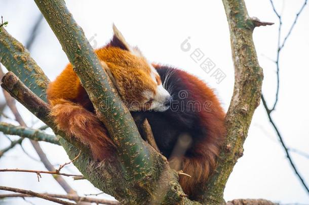小熊猫富根斯或红色的熊猫睡眠采用一树