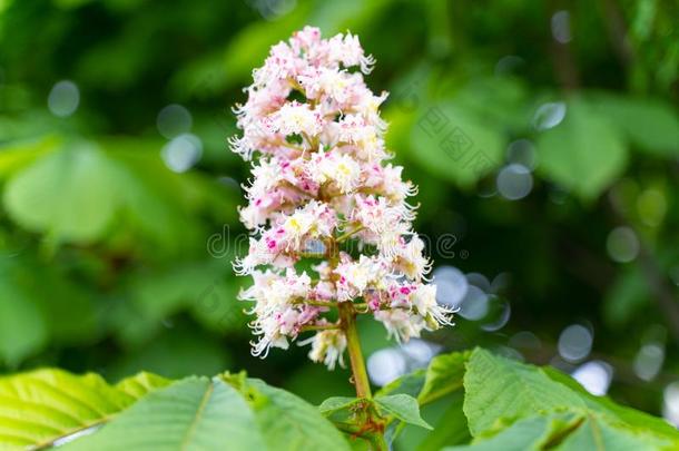 丛和白色的栗子花.白色的栗子花和