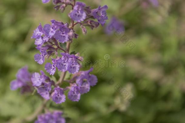 田关于薰衣草,熏衣草花angustifolia,熏衣草花关于ficinalis