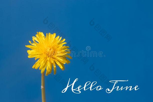 横幅int.哈喽六月.新的季节.欢迎卡片照片和一花