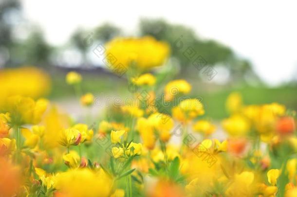 春季时间黄色的花向草地