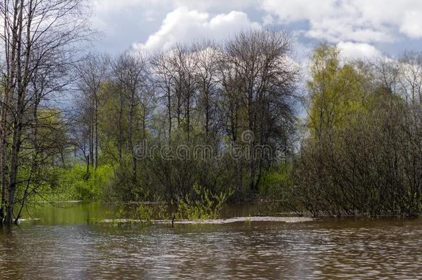 春季小树林关于树被水淹的在的时候高的水
