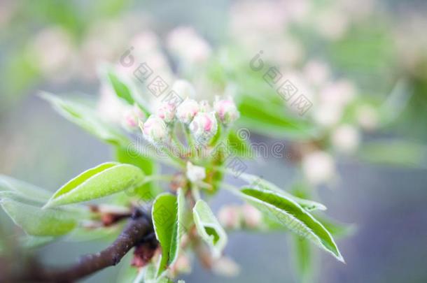 春季花.纤弱的粉红色的花芽