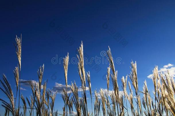 干的干燥的草本植物上升进入中指已提到的人蓝色天