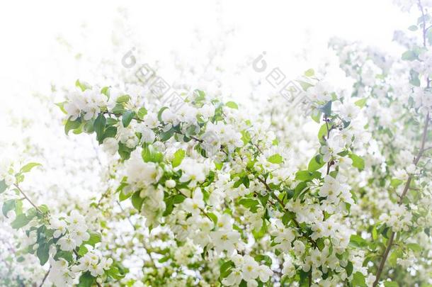盛开的苹果树树枝,白色的花和绿色的树叶向