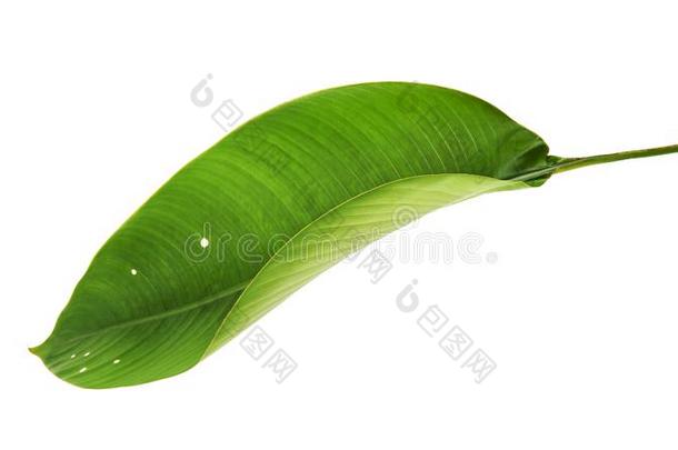 鹤望兰雷吉娜,海里康属植物,热带的叶子,鸟关于天堂英语字母表的第6个字母