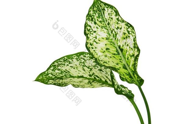 aglaonema公司植物的叶子,春季雪中国人常绿植物,异国的托尼卡