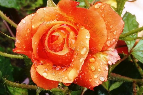 桔子玫瑰后的雨