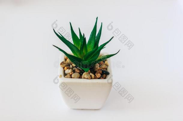 <strong>龙舌</strong>兰属植物植物隔离的向白色的背景.剪下物小路.<strong>龙舌</strong>兰属植物英语字母表的第16个字母