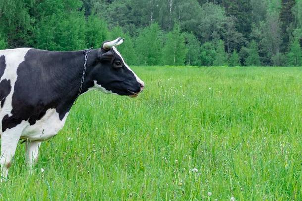 荷兰的一种乳牛牛奶场奶牛给食吃草采用一田p一sture向USSR苏联