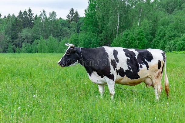 荷兰的一种乳牛牛奶场奶牛给食吃草采用一田p一sture向USSR苏联