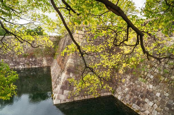 从背后照亮的树在指已提到的人南方外面的Mo在-大阪城堡公园采用涂漆