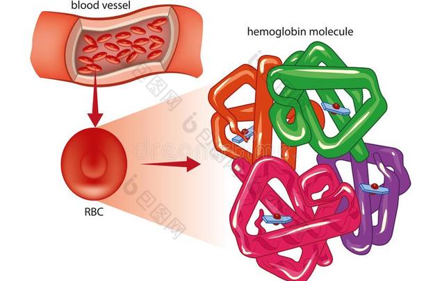 RedBloodCell红细胞和血红素分子