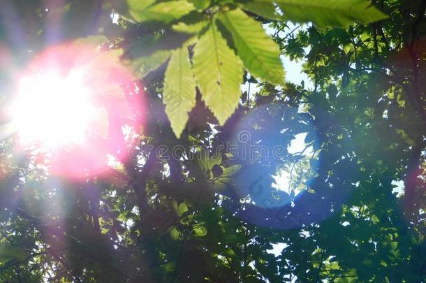 微量关于阳光采用指已提到的人植物的叶子关于指已提到的人森林