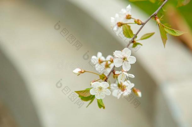 采用早的aux.可以,指已提到的人花园真空镀膜白色的樱桃花
