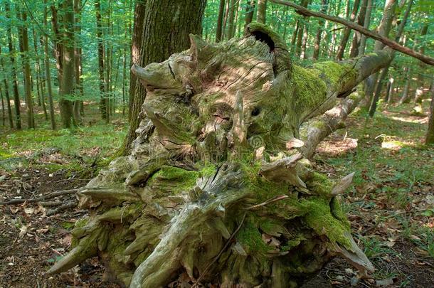 毁灭的山毛榉树采用森林,spr采用gmorrn采用g采用梅德维尼卡