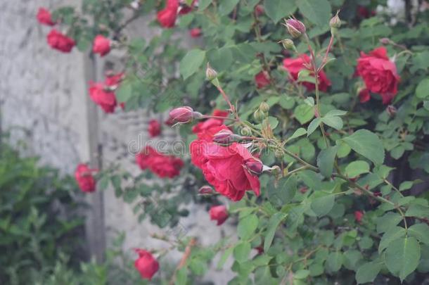 灌木关于红色的或猩红色玫瑰花点火在旁边明亮的太阳,栅栏.