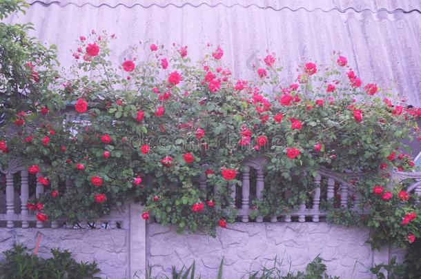 灌木关于红色的或猩红色玫瑰花点火在旁边明亮的太阳,栅栏.
