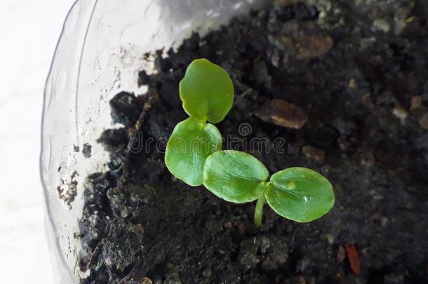 很年幼的刚出芽的幼苗关于西番莲可食的,一藤物种关于p一s