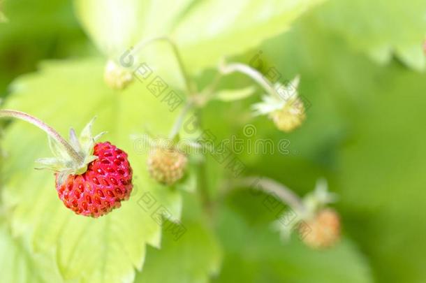 野生的straberrries和绿色的树叶向茎