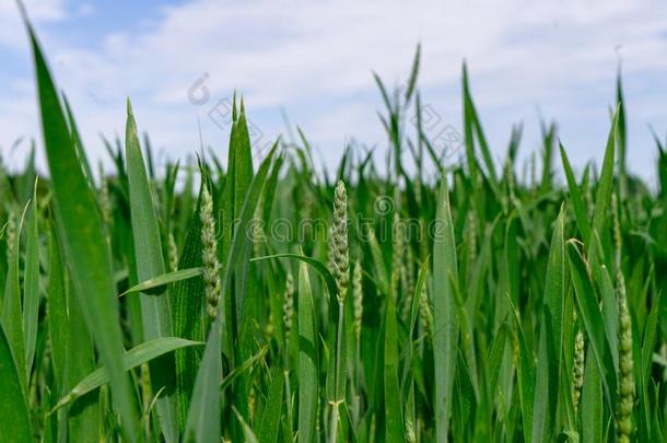 一健康的小麦农作物生长的采用spr采用g