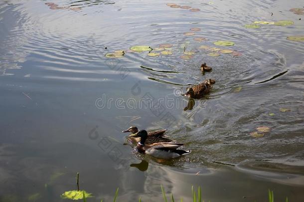 关心的母亲鸭子强迫一鸭子s对一w一y从她鸭子lings