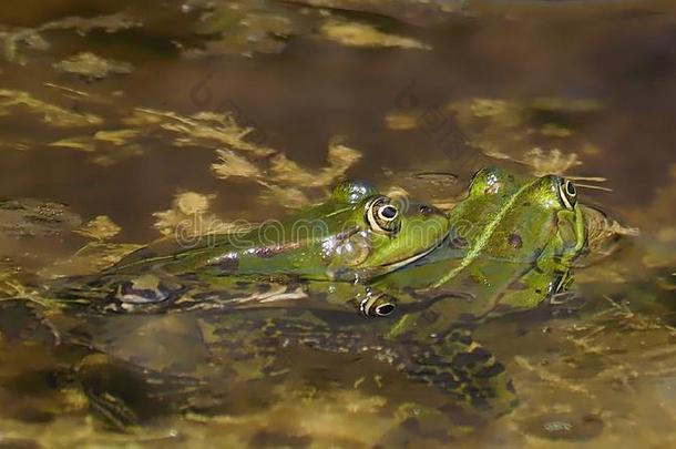 小的绿色的水青蛙对向<strong>求爱</strong>期