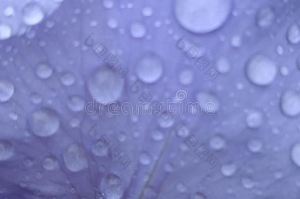 花瓣紫色的虹膜花<strong>雨</strong>点