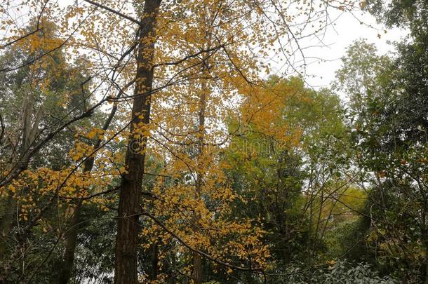 冬银杏树采用duty义务趺茅草盖的小屋公园,<strong>风干</strong>土坯三原色红绿兰彩色值