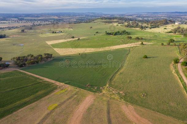 考拉。乡下的风景-中央的西NewSoutWales新南威尔士澳大利亚