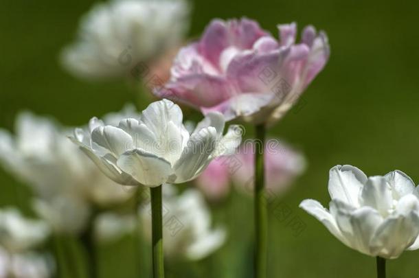温柔地粉红色的和白色的郁金香向指已提到的人草地