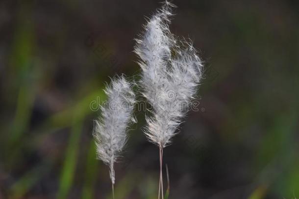 <strong>白茅</strong>属植物草傲慢圆筒状的