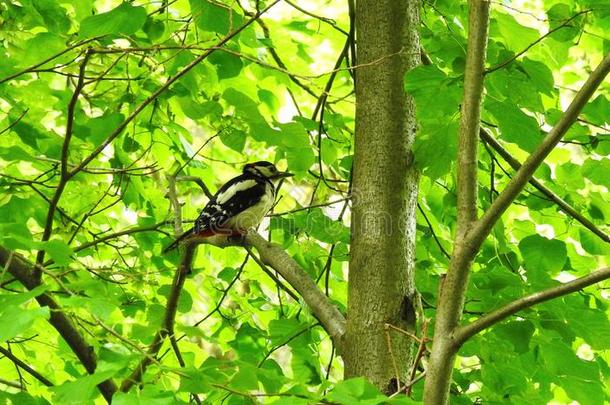 美丽的啄木鸟鸟向树树枝,立陶宛