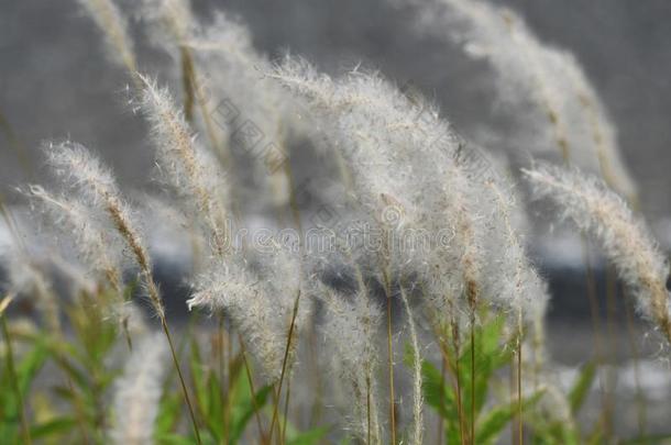 <strong>白茅</strong>属植物草傲慢圆筒状的