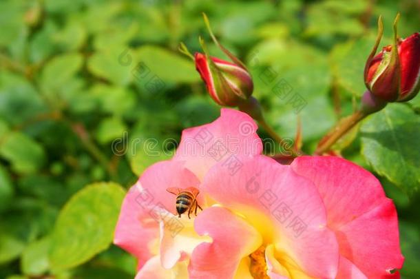 美丽的蜂蜜蜜蜂萃取花蜜从玫瑰花和芽