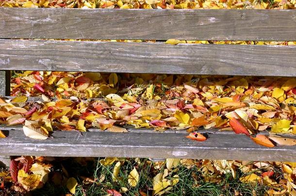 公园长凳使关于简单的板满的关于秋树叶3