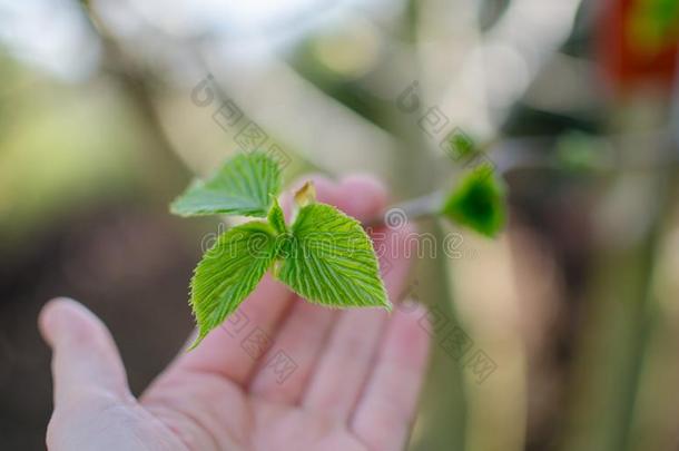 珙桐属未加工,指已提到的人鸽-树,手帕树,口袋int.哈