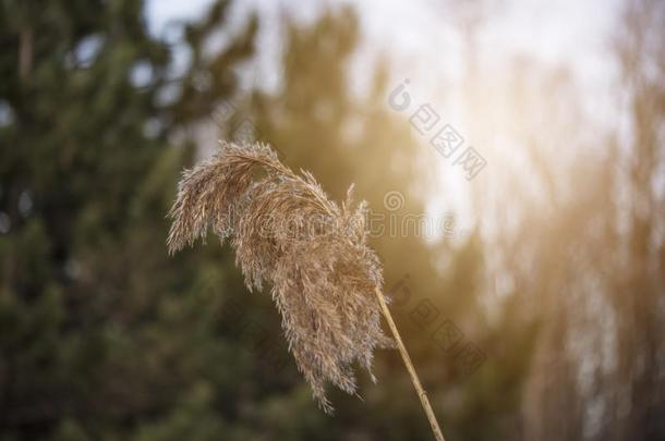 芦苇,一普通的芦苇