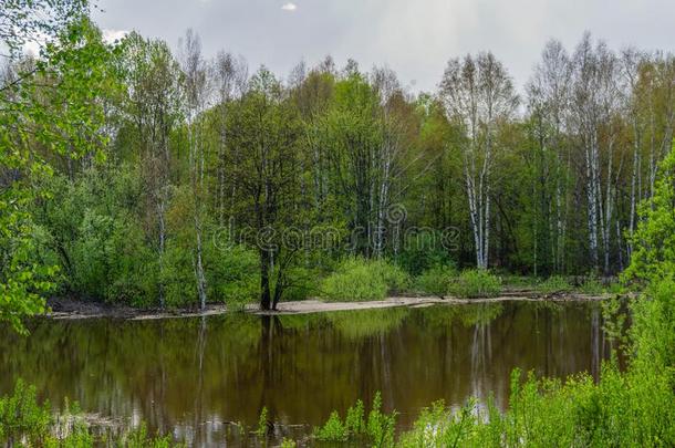 春季小树林关于树被水淹的在的时候高的水
