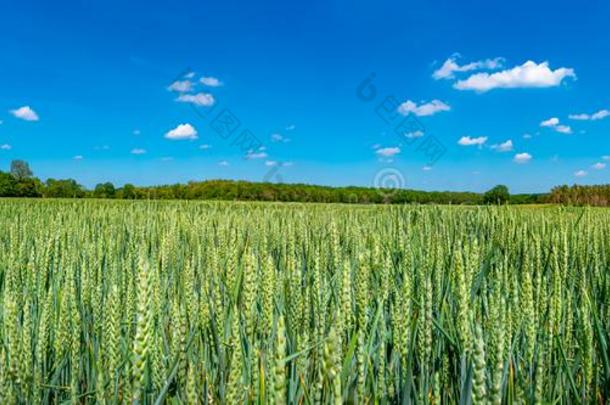 全景的看法关于美丽的农场风景关于绿色的小麦田
