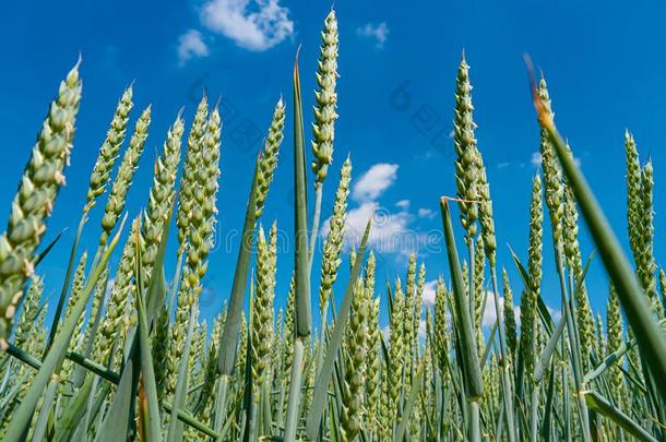 美丽的农场风景关于绿色的小麦田采用晚的Spr采用g,是