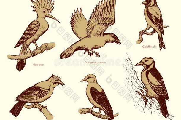 矢量放置关于鸟:乌鸦,戴胜鸟,金莺类,啄木鸟,松鸦,金