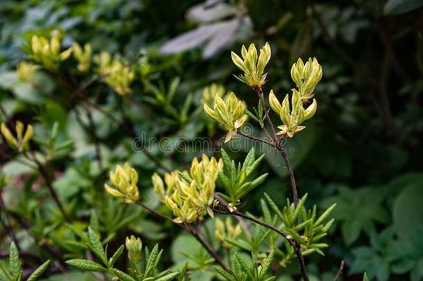 花关于杜鹃花日本血吸虫