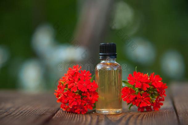 蝇子草属植物基本的油采用美丽的瓶子向木制的背景