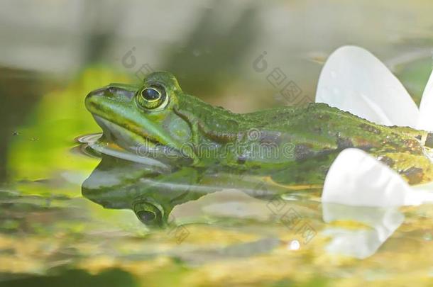 小的绿色的水青蛙向求爱期